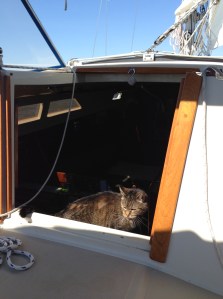 leo checking things out under sail.