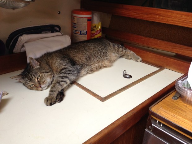 my poor baboo, too hot to socialize.