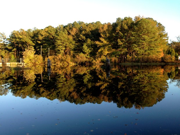 The trees were awfully beautiful.