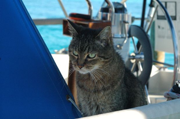 Leo, taking it all in.  Now my fear is that he will become shark food!