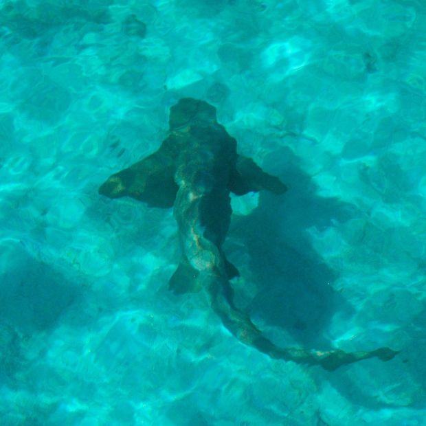This guy is just cruising around under out boats at the marina.