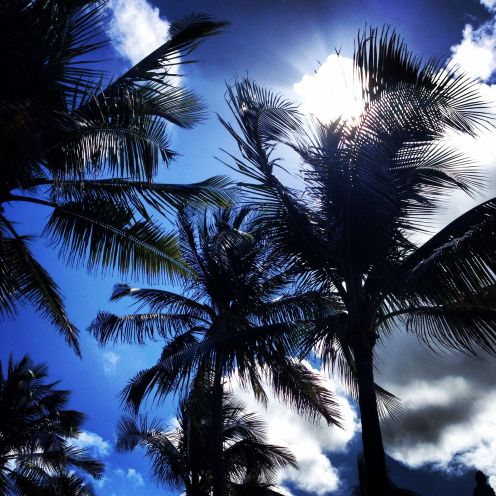 Beautiful palms at the water park.