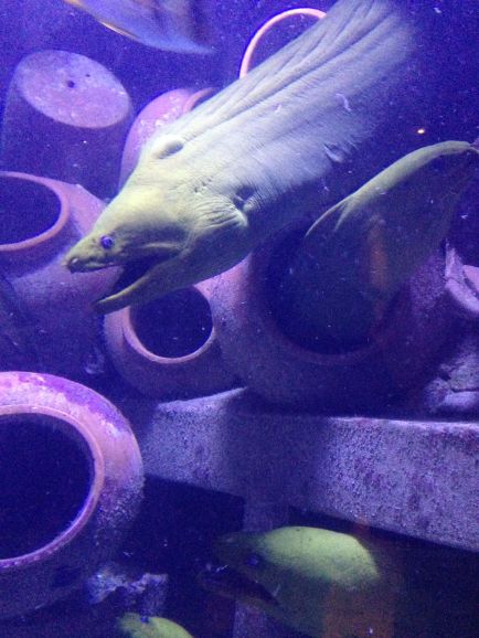 Very cool eel tank at the hotel.