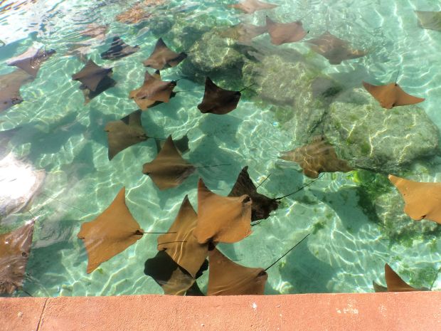 Rays swimming under the bridge.