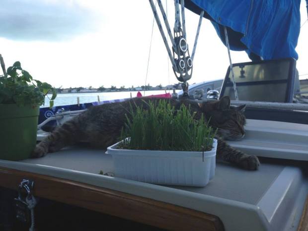 The most spoiled cat in all of the land!