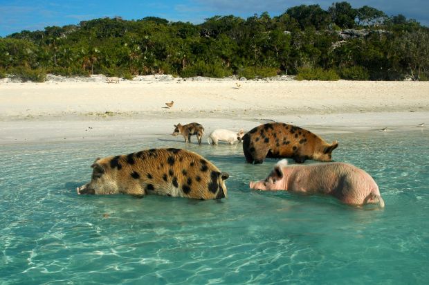 The infamous pigs of Big Major Cay! Adorable.