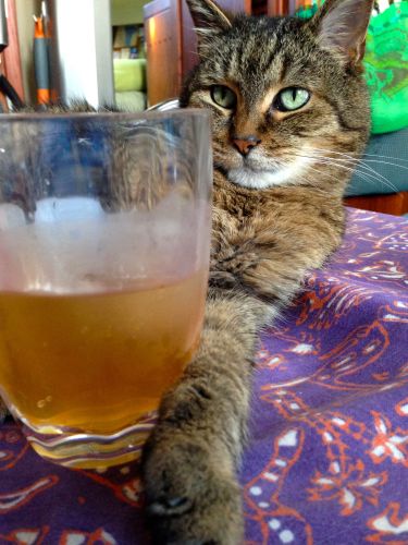 Boo enjoying a Dark and Stormy ;)