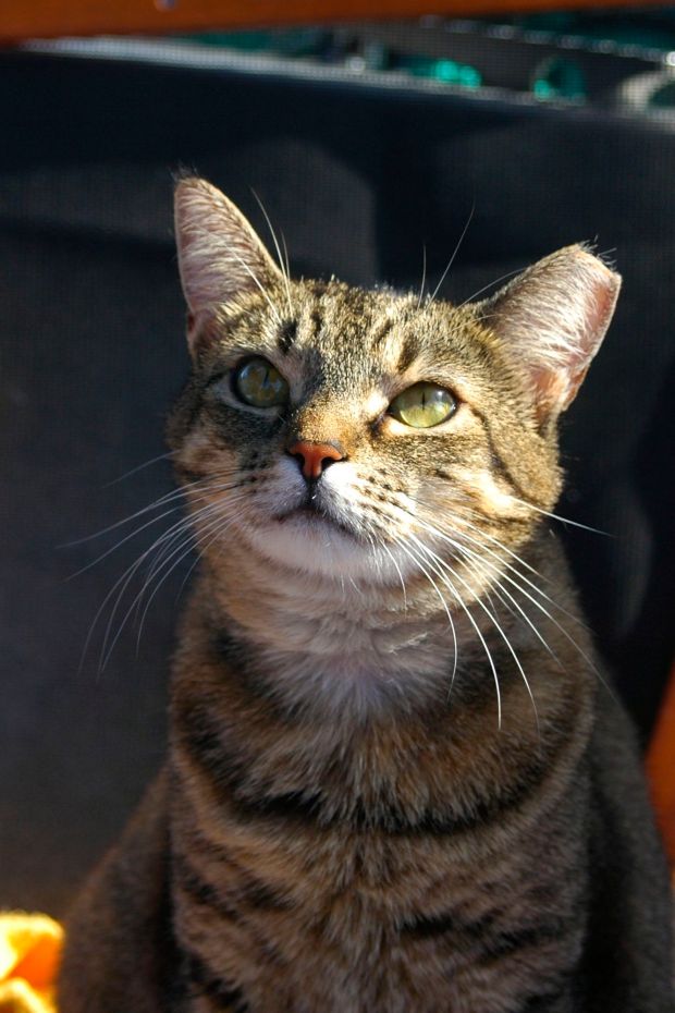 Here's Ali, hopin' for some more fish parts! Isn't she pretty?