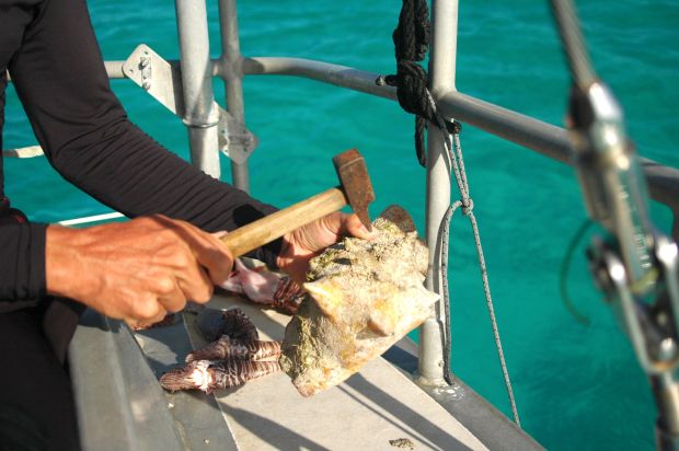 Cracking the conch. Pics by Jake. I wasn't so much into this...