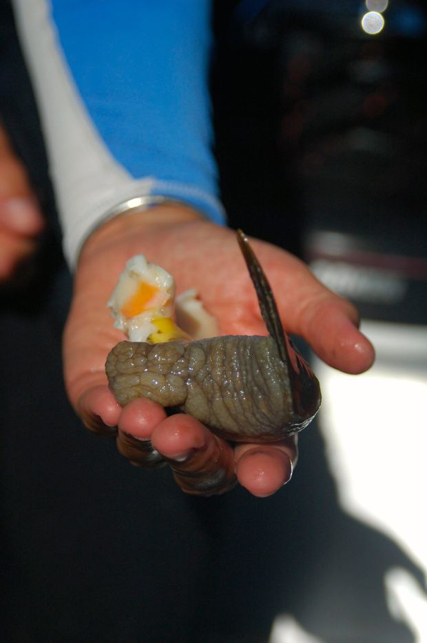 And this is the final, cut up conch muscle. Kim says it still moves even after you cut off its head. Blech.
