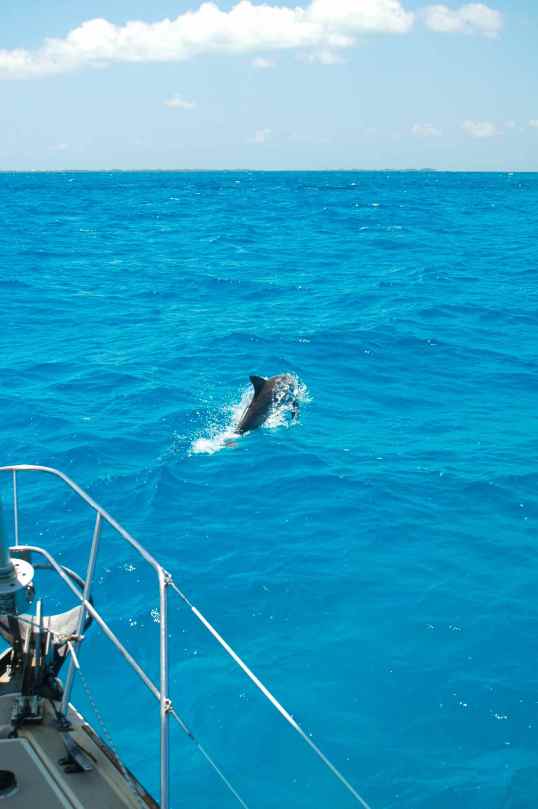 dolphin1