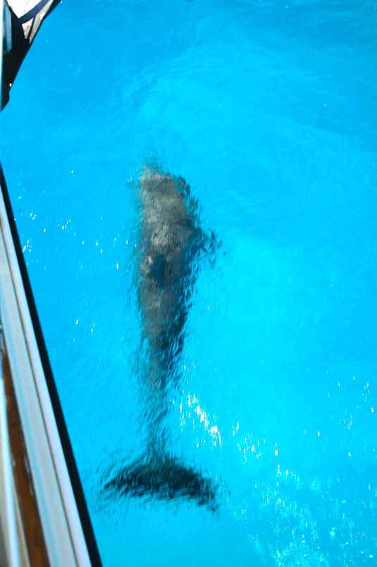 dolphin2