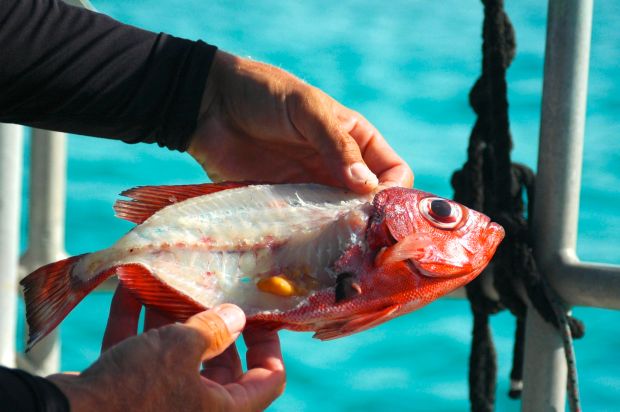 That little orange thing by Scotts right thumb is an egg sac! Ewww and Awww… Ali (the kitty) had a nice caviar lunch!