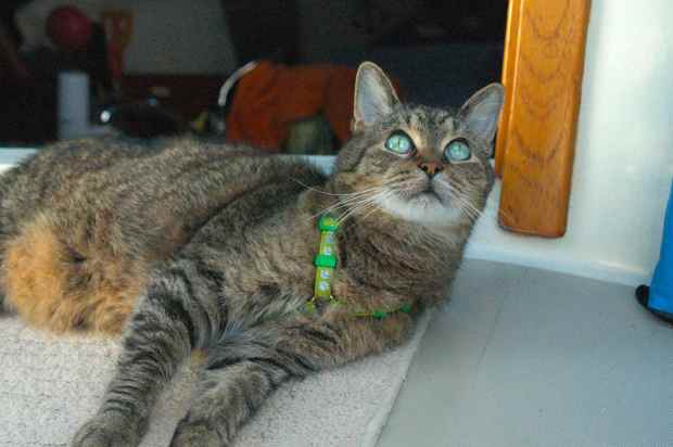 Boo Kitty was not impressed with our new seagull friends.