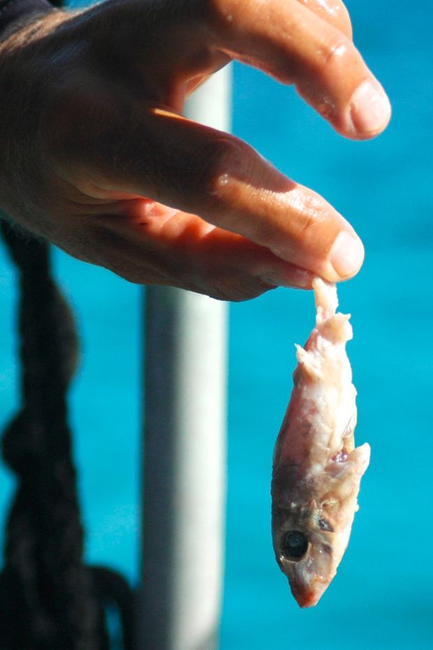 So this little fish was INSIDE the belly of the big Lionfish! What!? Fishing lesson, filleting lesson, and a science lesson. Anthyllide should have charged us for this day!