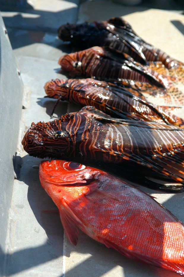 Our catch for the day!