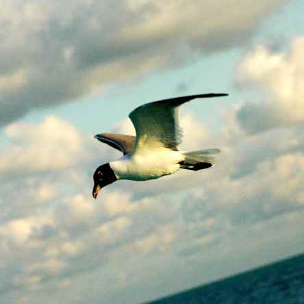seagull1
