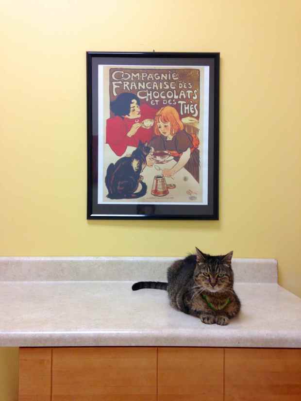 We got a chance to take Leo to the vet for a few minor concerns. Isn’t he a good kitty? Mel and Chris from sv Vacilando recommended and drove us to Victoria Park Animal Hospital. A very, very, very nice place!