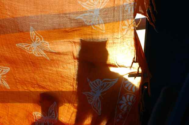 Book kitty and a winch.