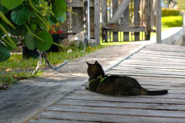 Leo loved Bruno’s Place in Ft. Lauderdale, FL. He got lots of dock time!