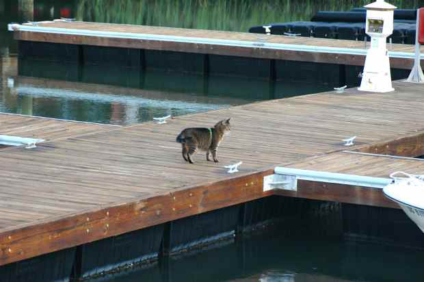 Leo, doing what Leo does at docks, in Lady’s Island, SC.