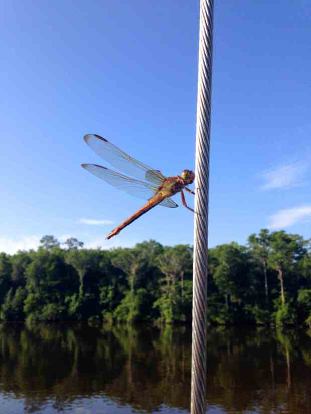 This guy did not pay his fare!