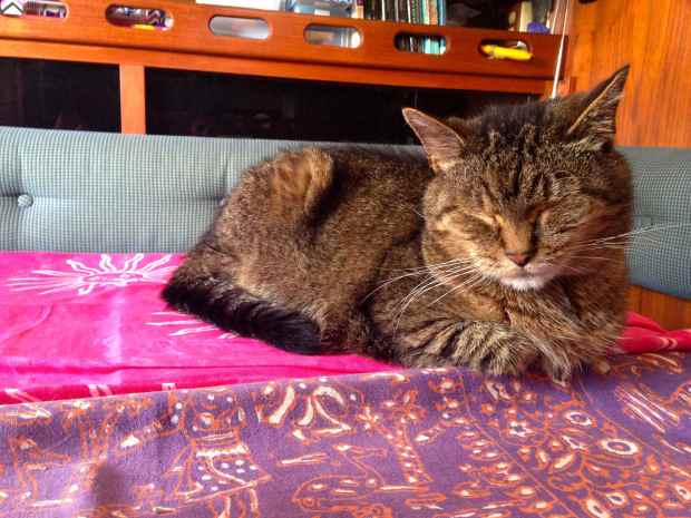 Cool, sleeping kitty...