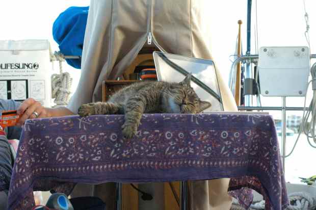 Leo loves both the indoor and outdoor table. Spoiled, spoiled cat.
