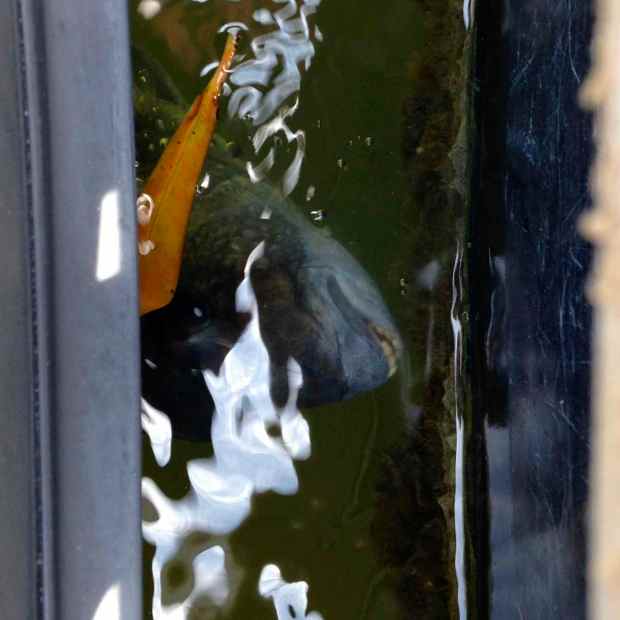 This little guy was eating the barnacles off of the floating dock in Vero Beach, FL. Look at those little teeth!