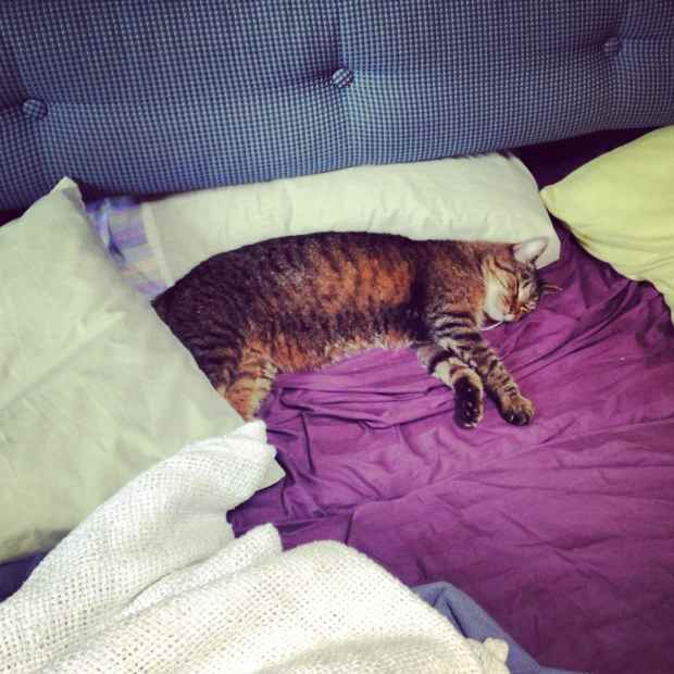 Leo, nice and comfortable on our overnight to Fernandina Beach, Florida, June 2014.