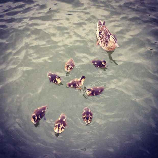 The welcoming committee.