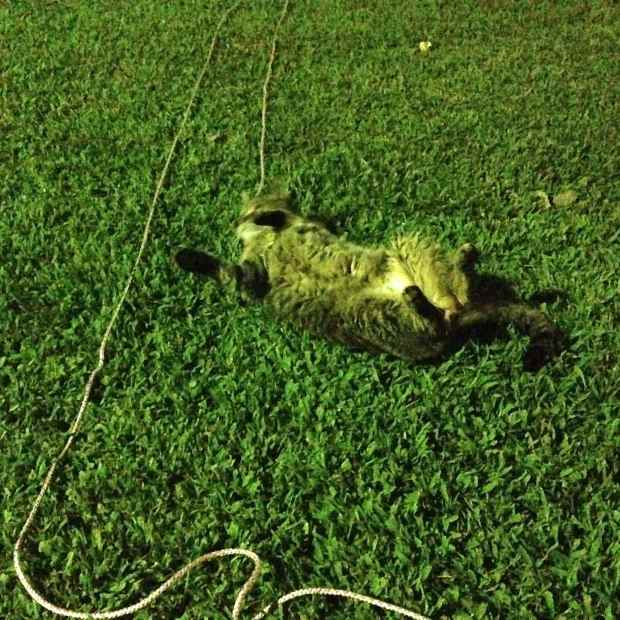 Leo enjoying some night-time outside time.  Yup, that's a leash!
