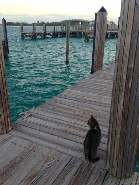 Leo enjoying his dock time in Bimini, Bahamas, January, 2014.