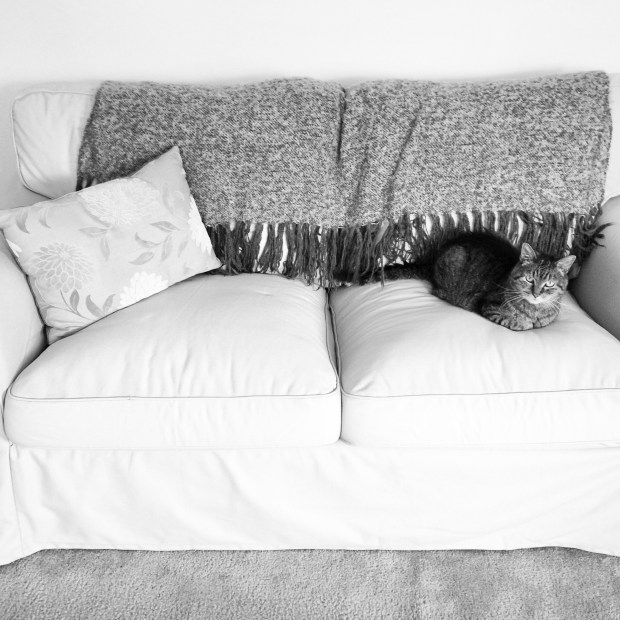 Boo Kitty chillin' on our new Ikea couch.