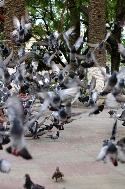 One of the plazas in Tarija.