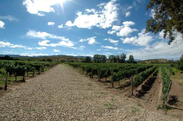 Tarija - We took a tour of a few of the many wineries in Tarija. The views were beautiful!