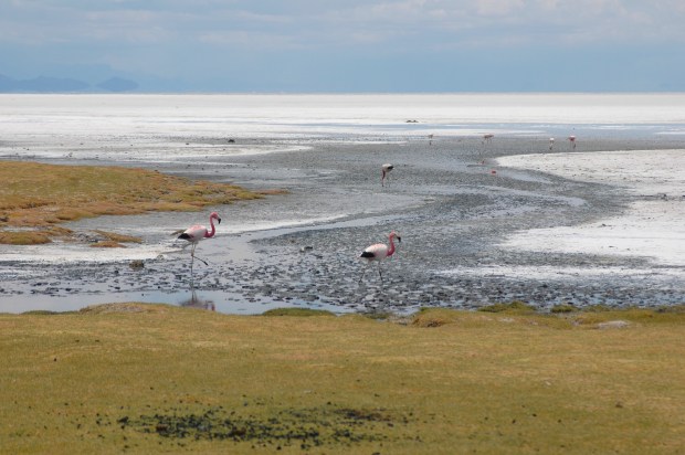 Uyuni is also the breeding ground for lots of species of flamingos!